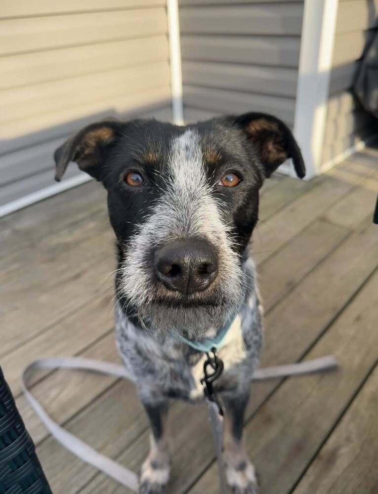 Enlarge Blue Momma, a Adoptable mixed breed in Saugus, MA image 2/6