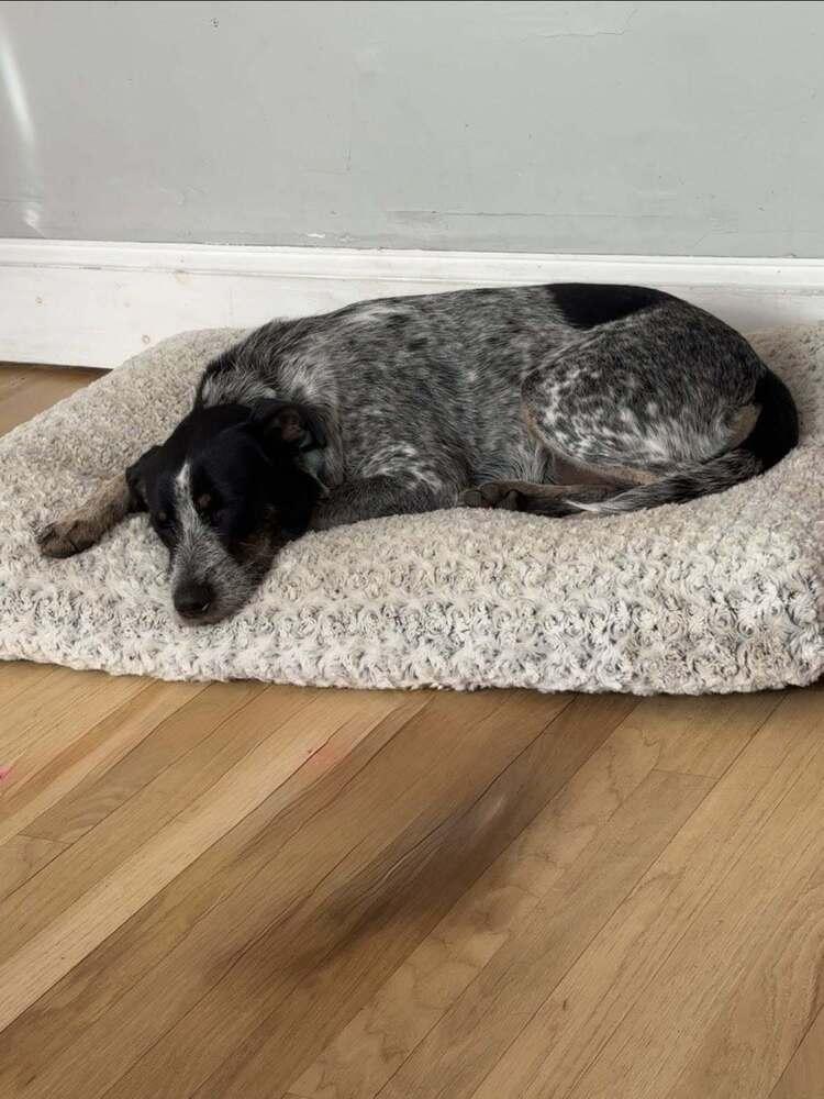 Enlarge Blue Momma, a Adoptable mixed breed in Saugus, MA image 3/6