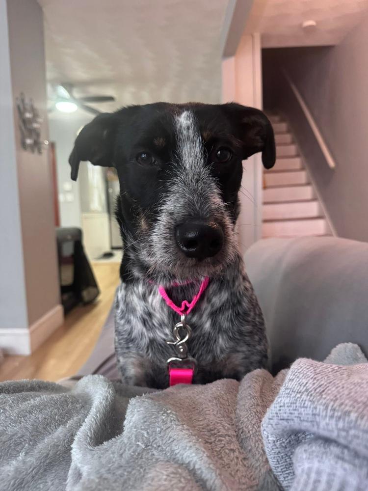 Enlarge Blue Momma, a Adoptable mixed breed in Saugus, MA image 4/6