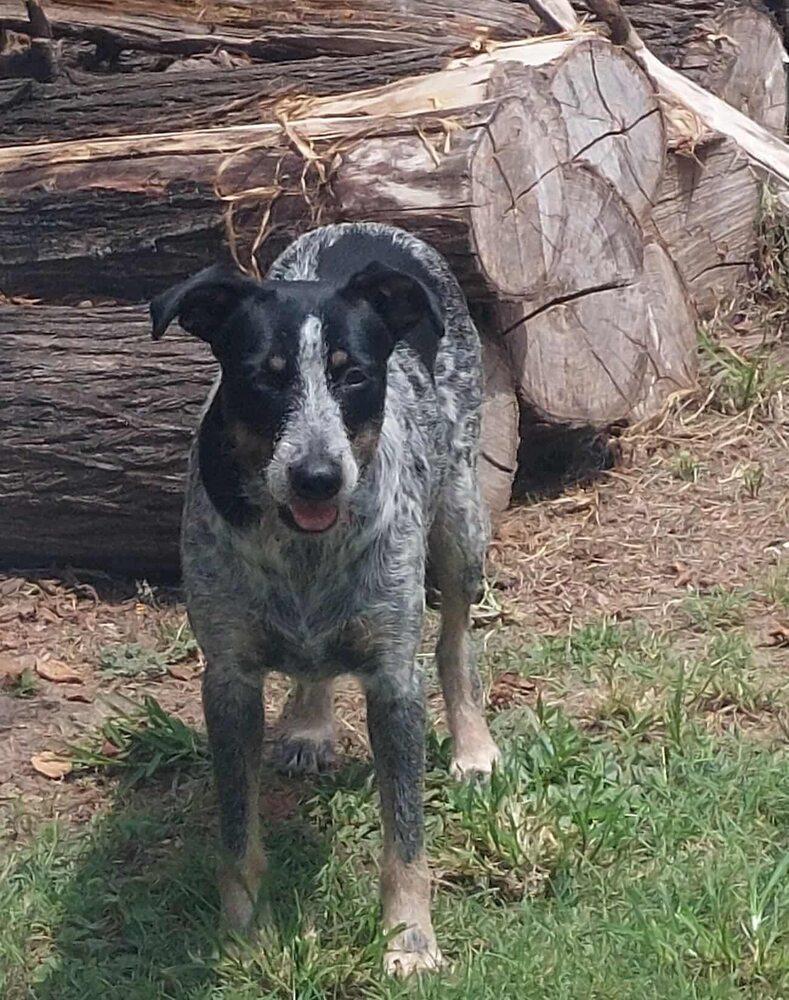 Blue Momma, a Adoptable mixed breed in Saugus, MA image 3/5