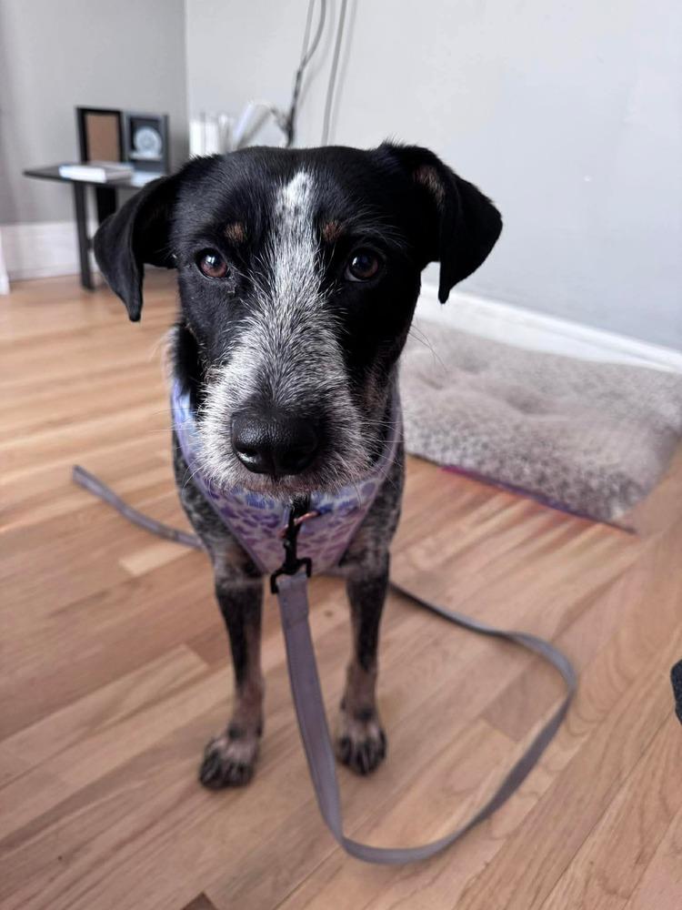 Enlarge Blue Momma, a Adoptable mixed breed in Saugus, MA image 5/6