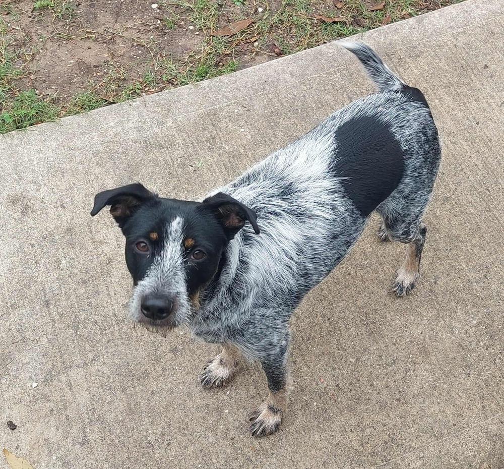Blue Momma, a Adoptable mixed breed in Saugus, MA image 4/5