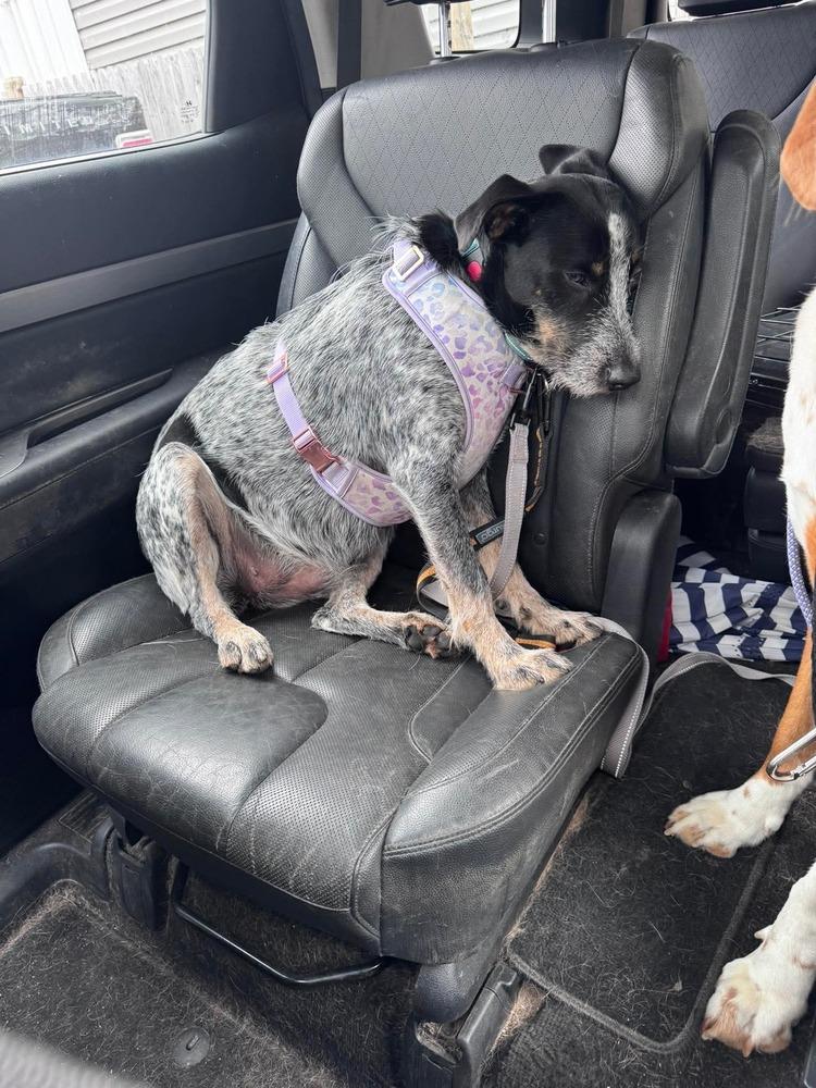 Enlarge Blue Momma, a Adoptable mixed breed in Saugus, MA image 4/6