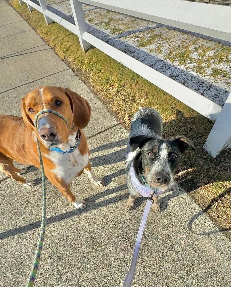 MAMAさん専用パープル、ディープルージュ、ブルー 3D 0.07 MIX2×3 Blue Momma - Adoptable Pet | Petfinder