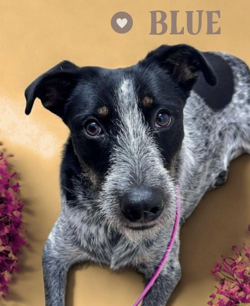 Blue Momma, a Adoptable mixed breed in Saugus, MA image 5/5