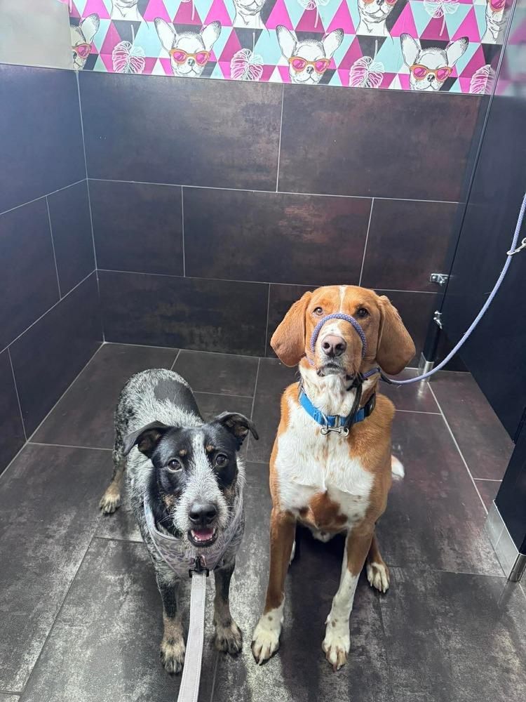 Enlarge Blue Momma, a Adoptable mixed breed in Saugus, MA image 6/6