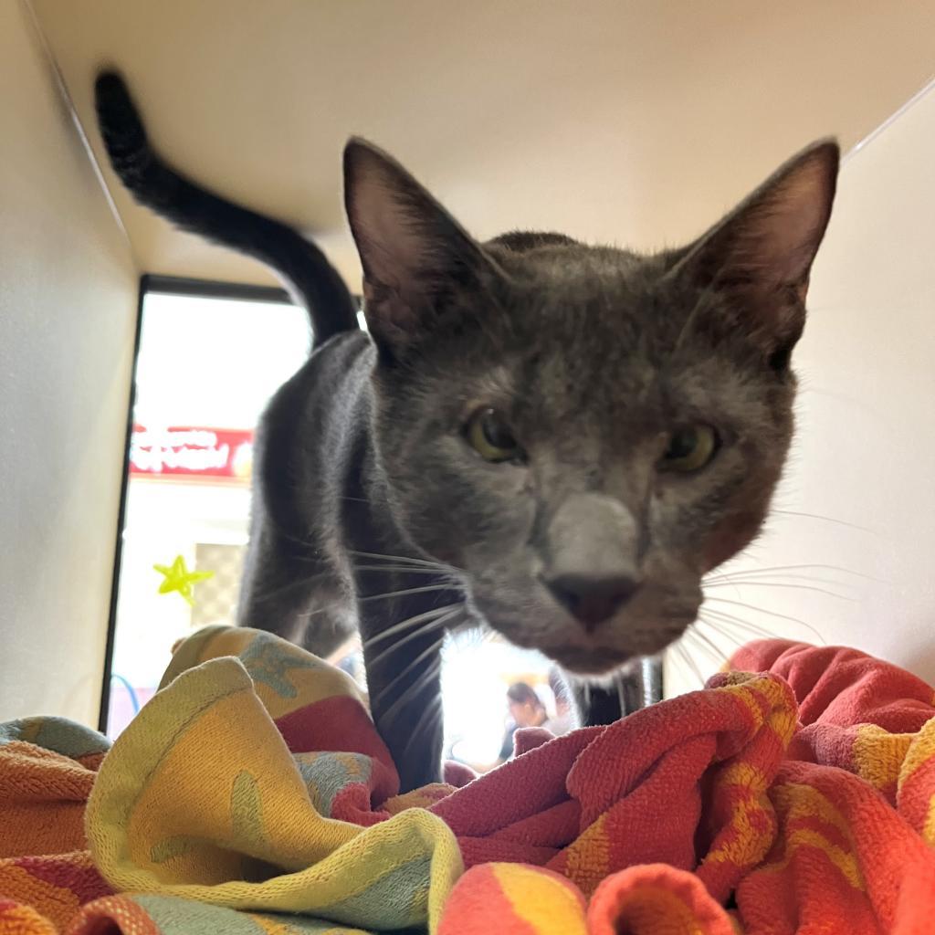 Greg Brady, Adoptable, Adult Male Domestic Short Hair.