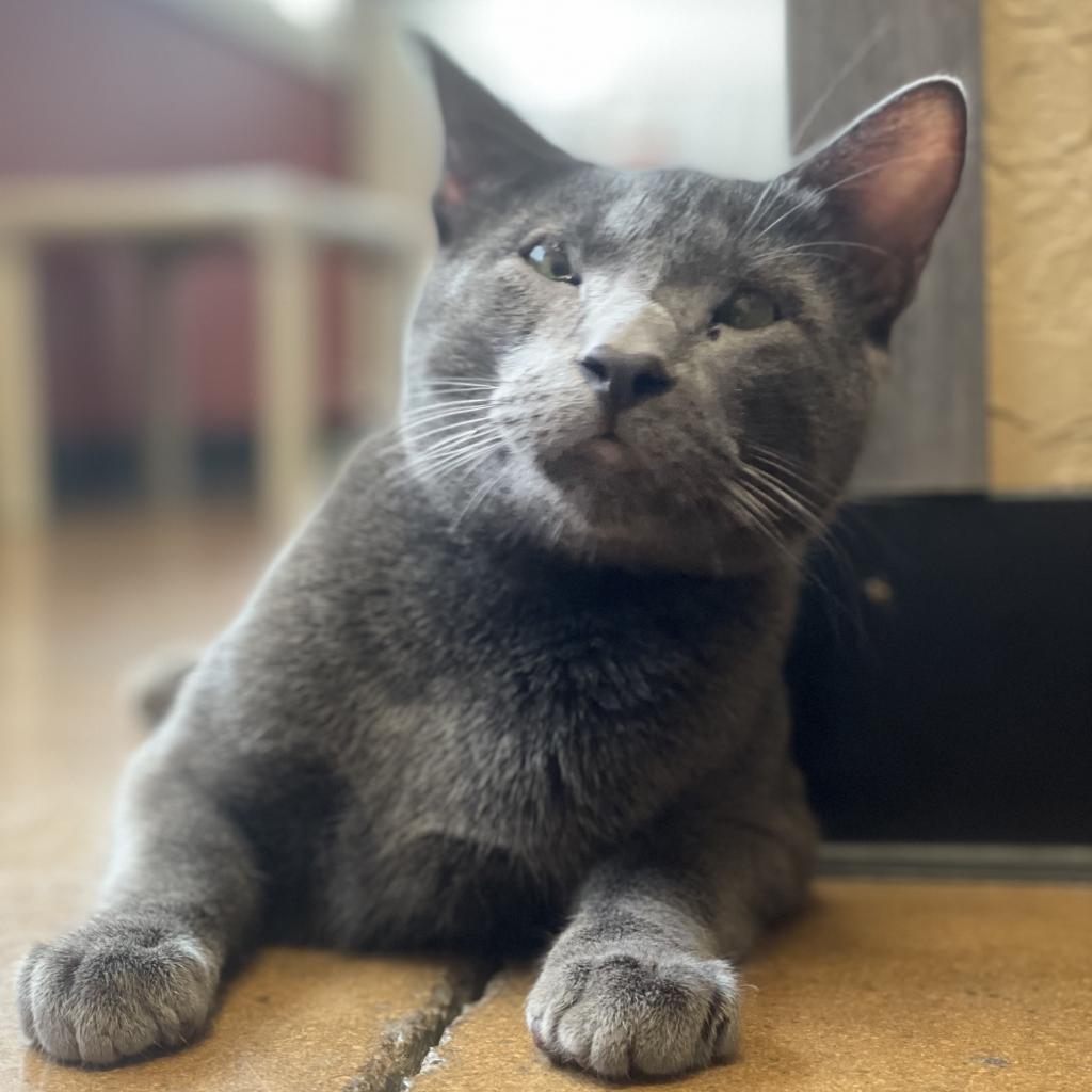 Enlarge Greg Brady, a Adoptable Domestic Short Hair in Pacific Grove, CA image 2/6