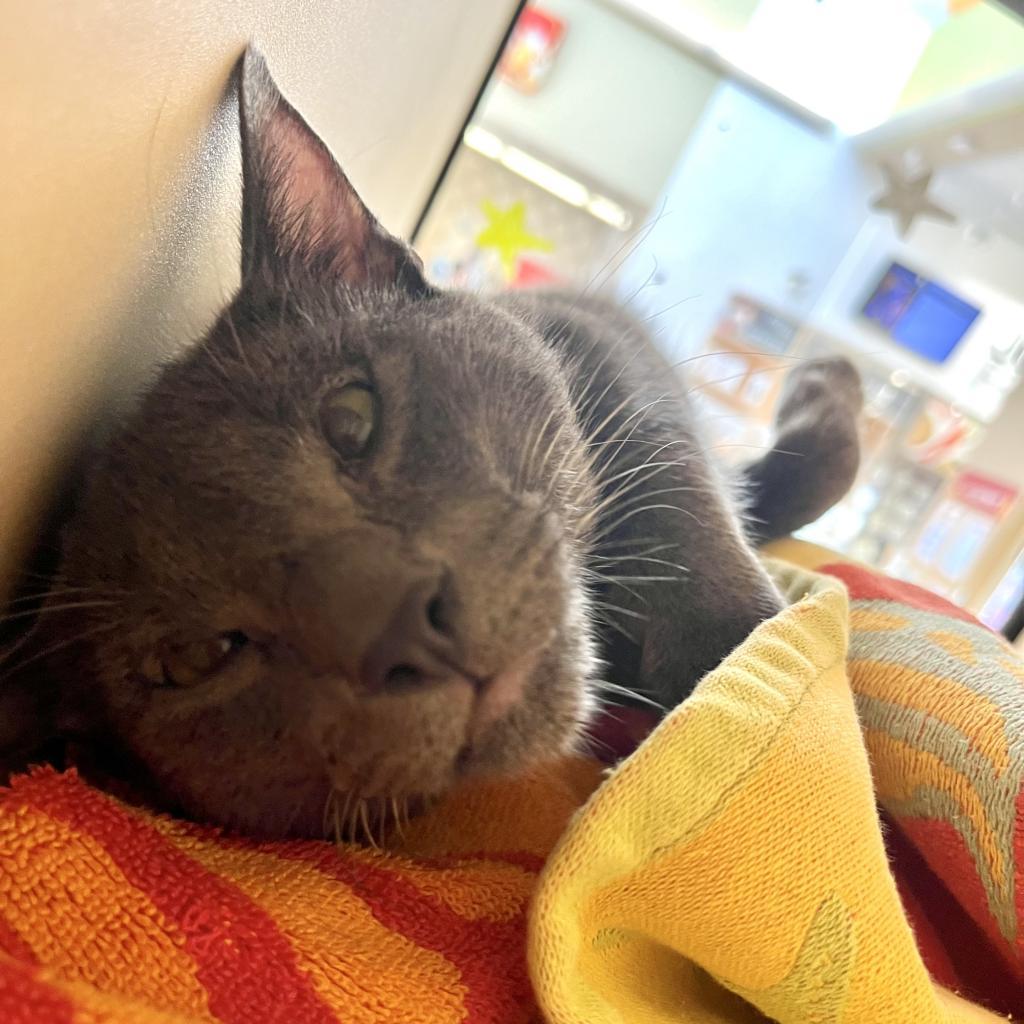 Enlarge Greg Brady, a Adoptable Domestic Short Hair in Pacific Grove, CA image 3/6