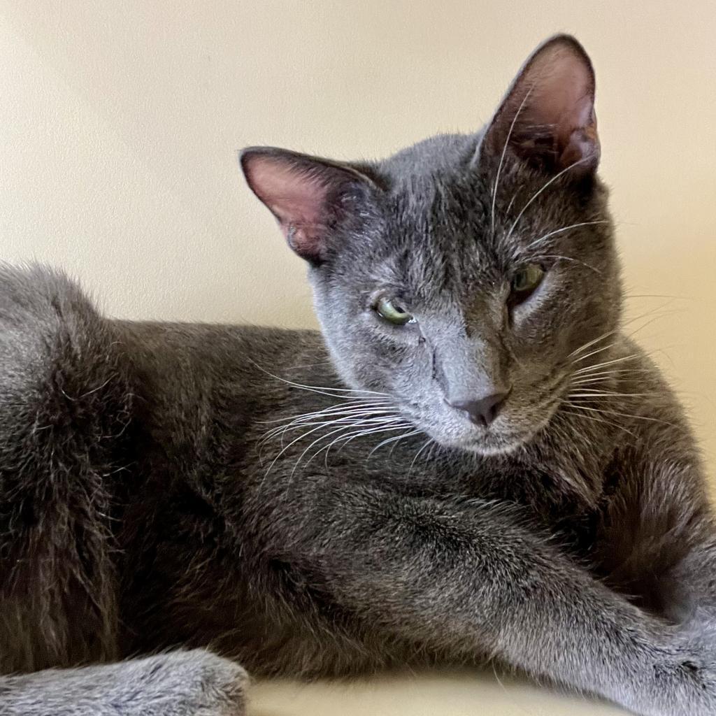 Enlarge Greg Brady, a Adoptable Domestic Short Hair in Pacific Grove, CA image 4/6