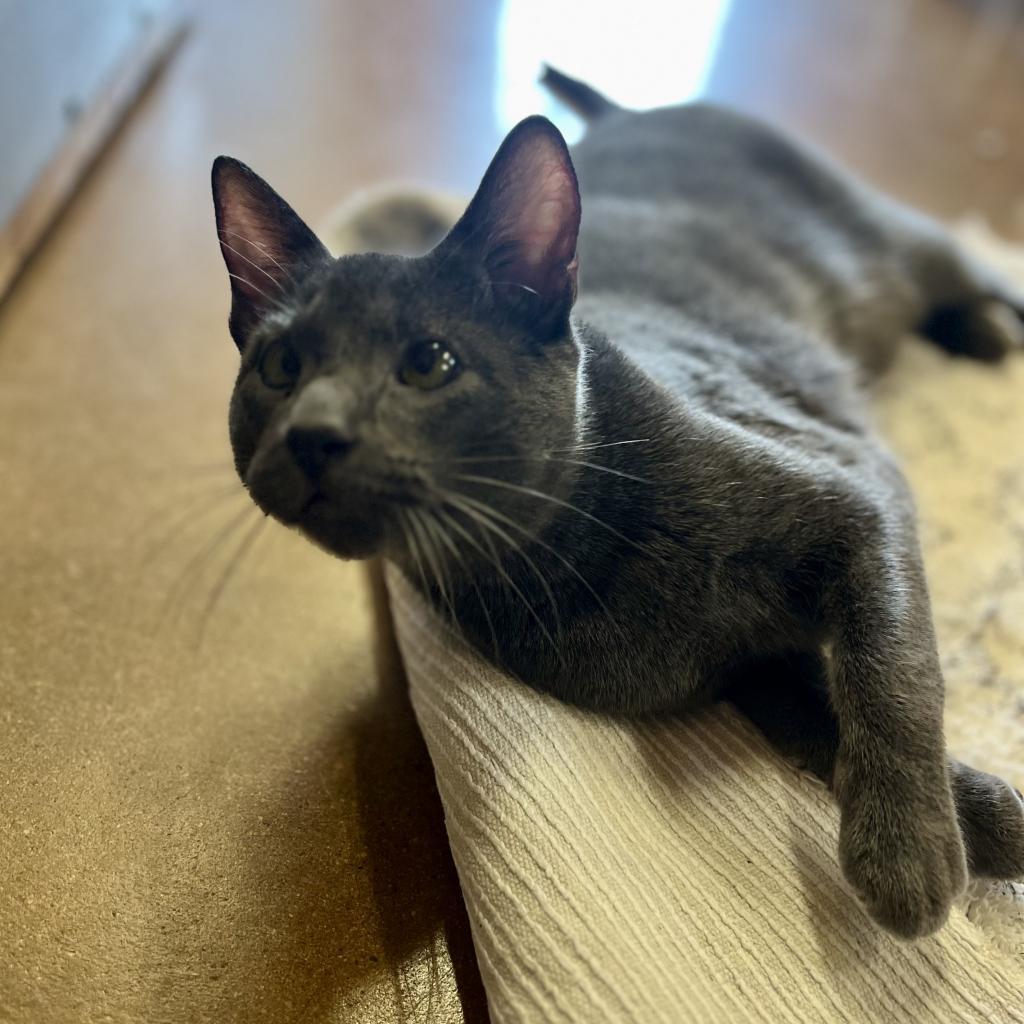 Enlarge Greg Brady, a Adoptable Domestic Short Hair in Pacific Grove, CA image 5/6