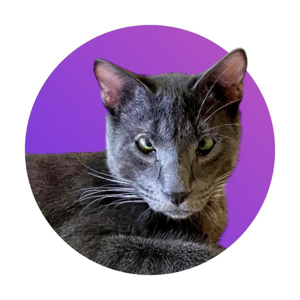 Enlarge Greg Brady, a Adoptable Domestic Short Hair in Pacific Grove, CA image 6/6