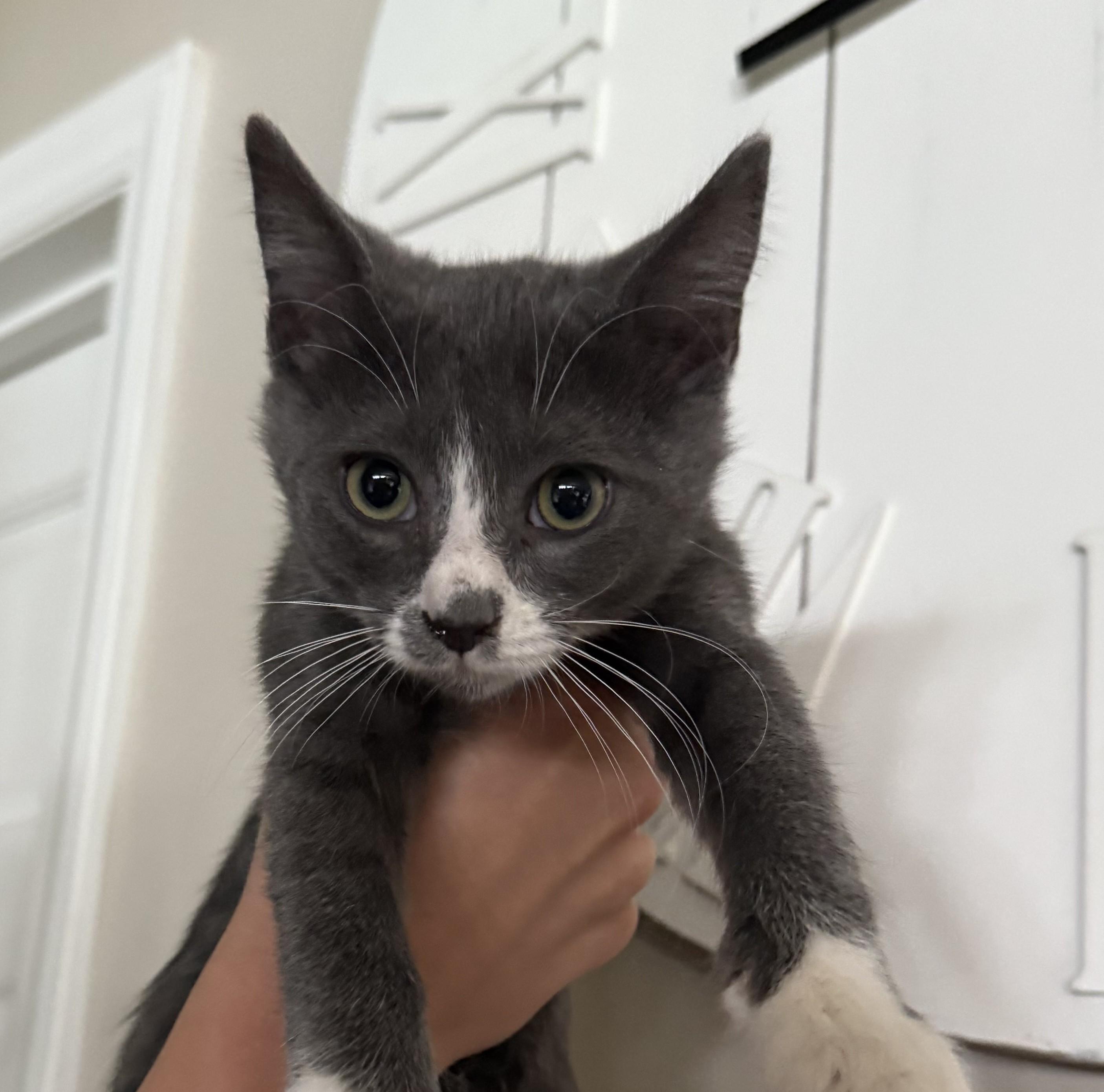 Brodie, Baby Male unknown