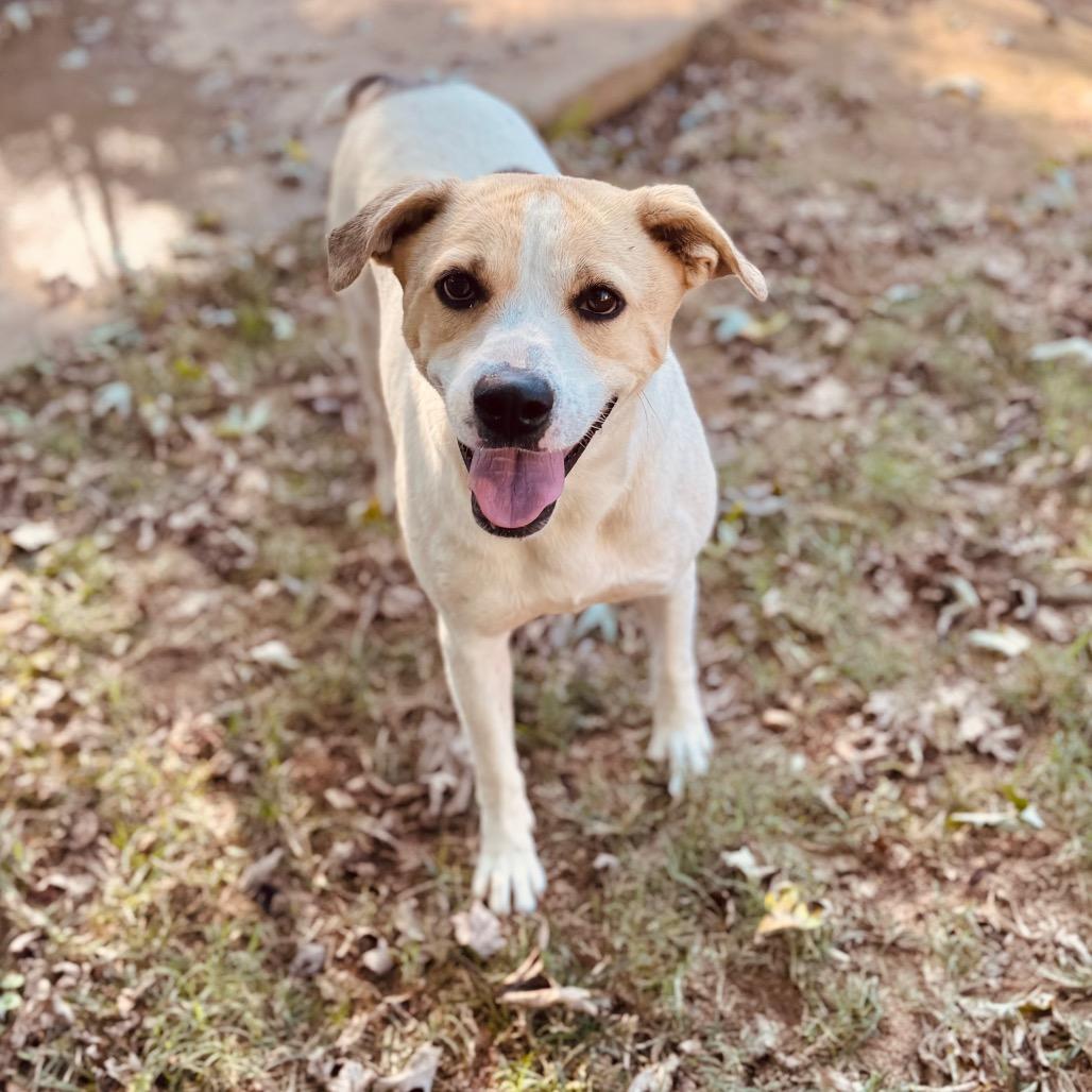 Marigold — thumbnail 2