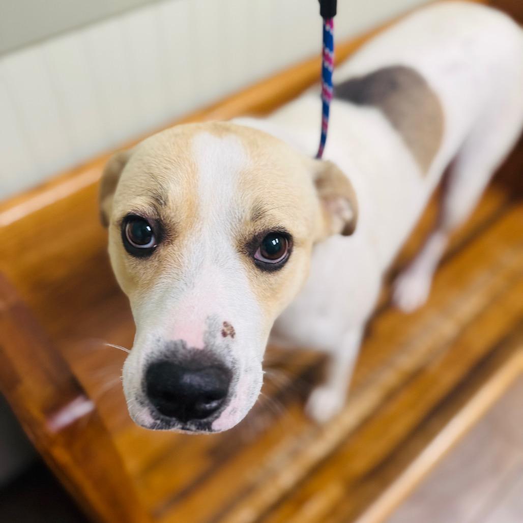 Marigold — thumbnail 3