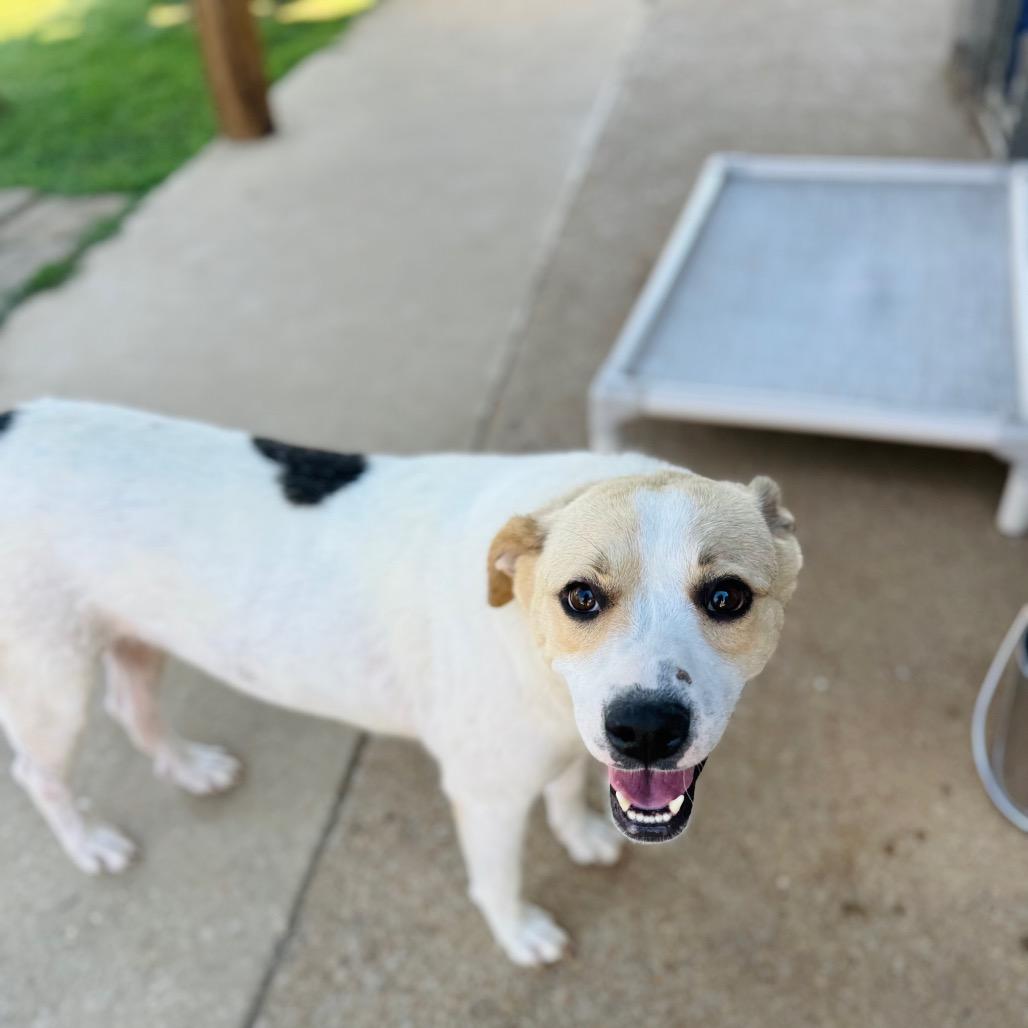 Marigold — thumbnail 4