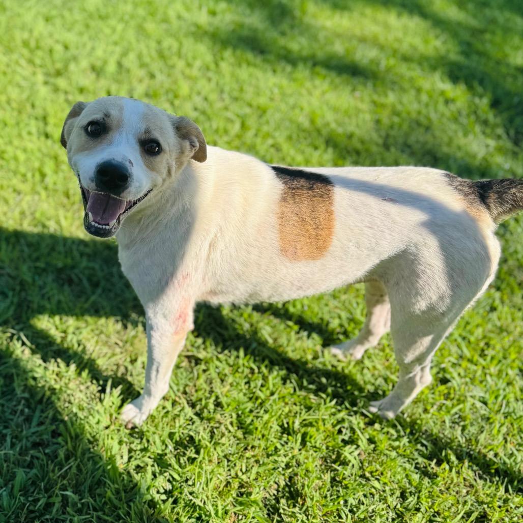 Marigold — thumbnail 5