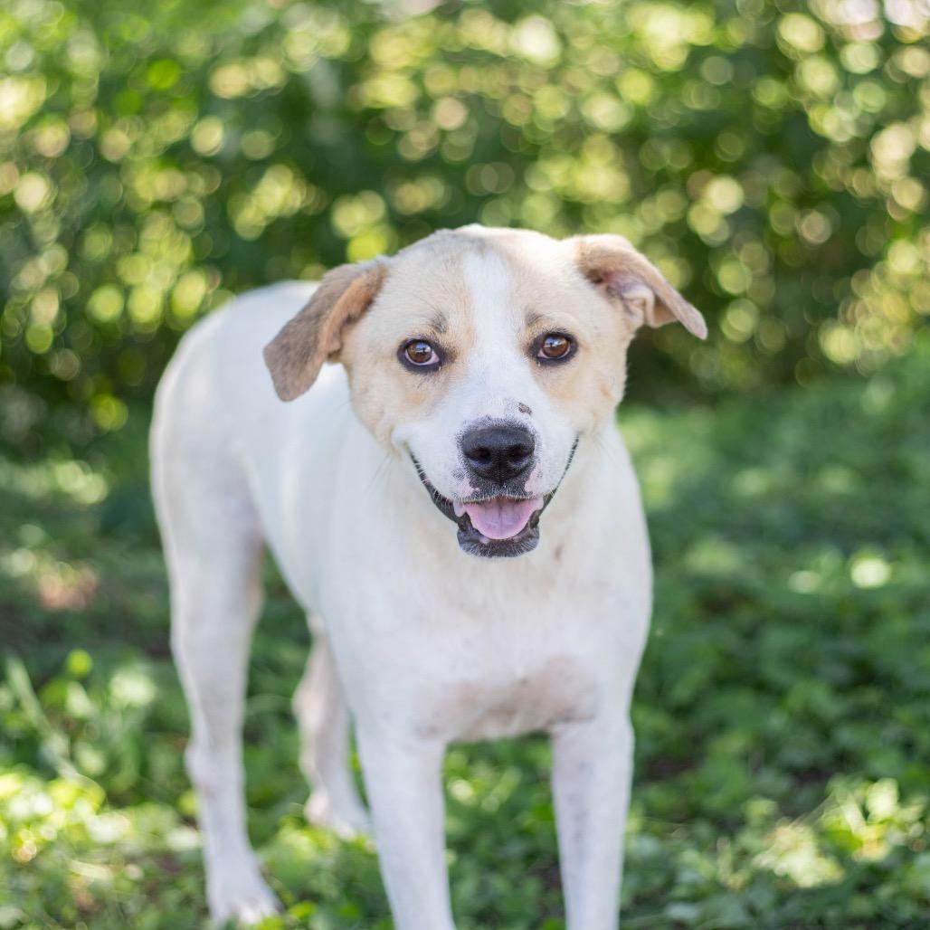 Marigold — thumbnail 6