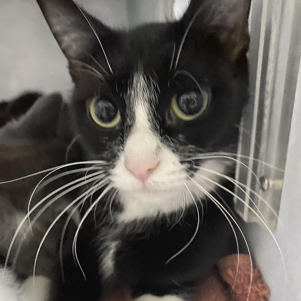 Brigid, a Adoptable Domestic Short Hair in Richland, MI image 1/5