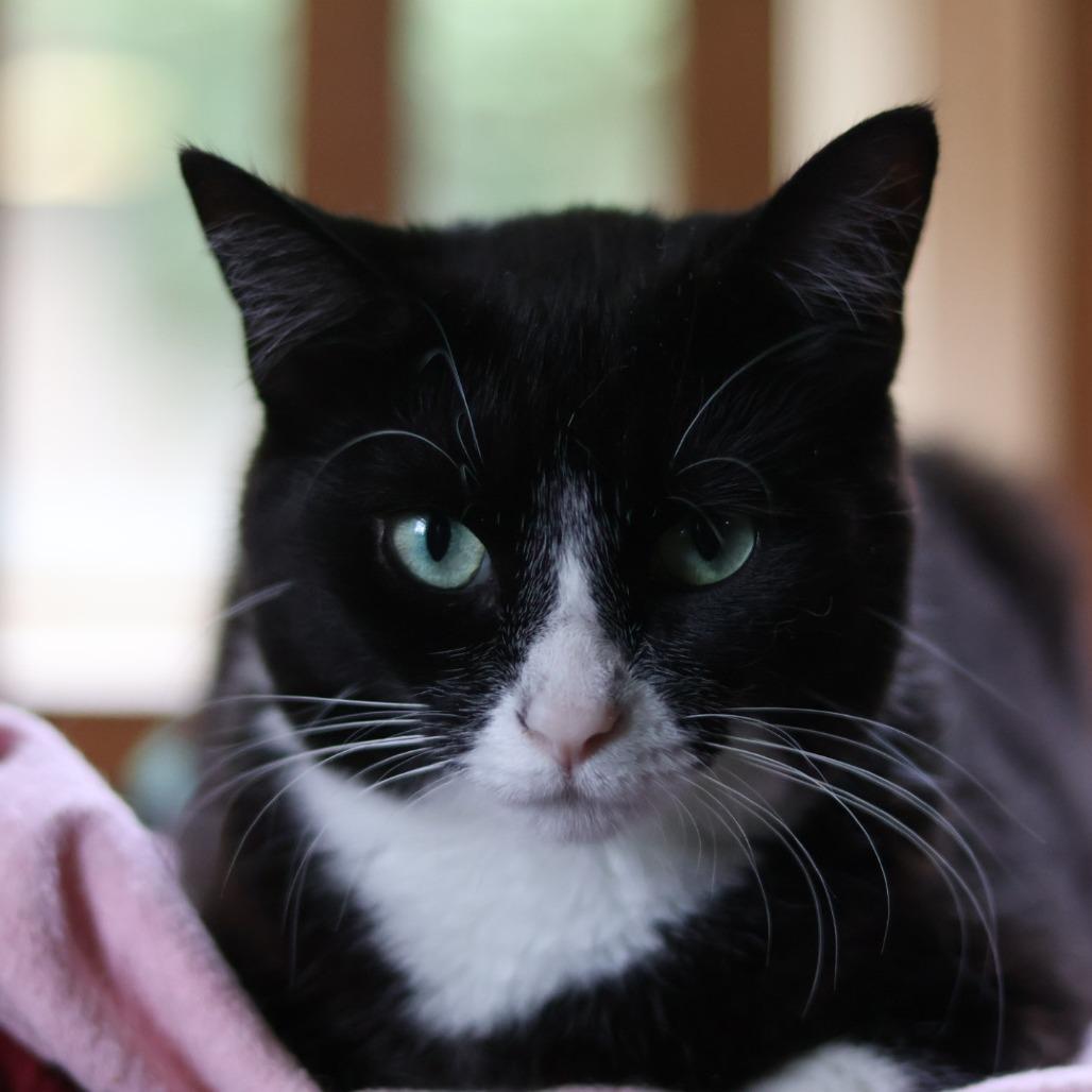 Brigid, a Adoptable Domestic Short Hair in Richland, MI image 4/5
