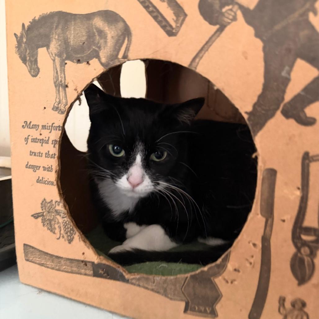 Brigid, a Adoptable Domestic Short Hair in Richland, MI image 5/6