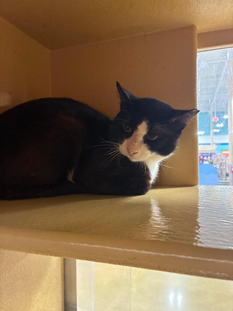 Enlarge Cane/Kiwi, a Adoptable mixed breed in Richland Hills, TX image 2/2
