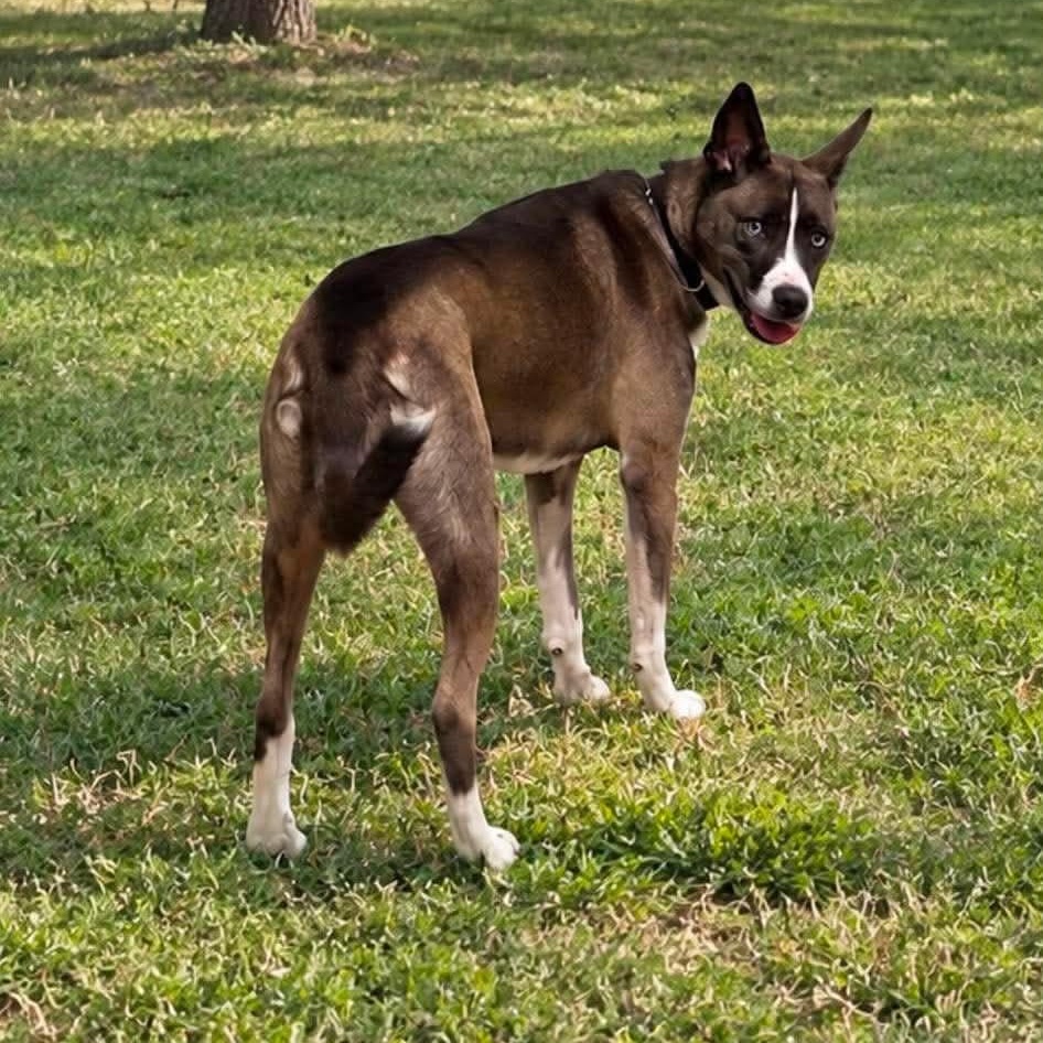 Enlarge Zoey, a Adoptable mixed breed in Harrodsburg, KY image 4/4