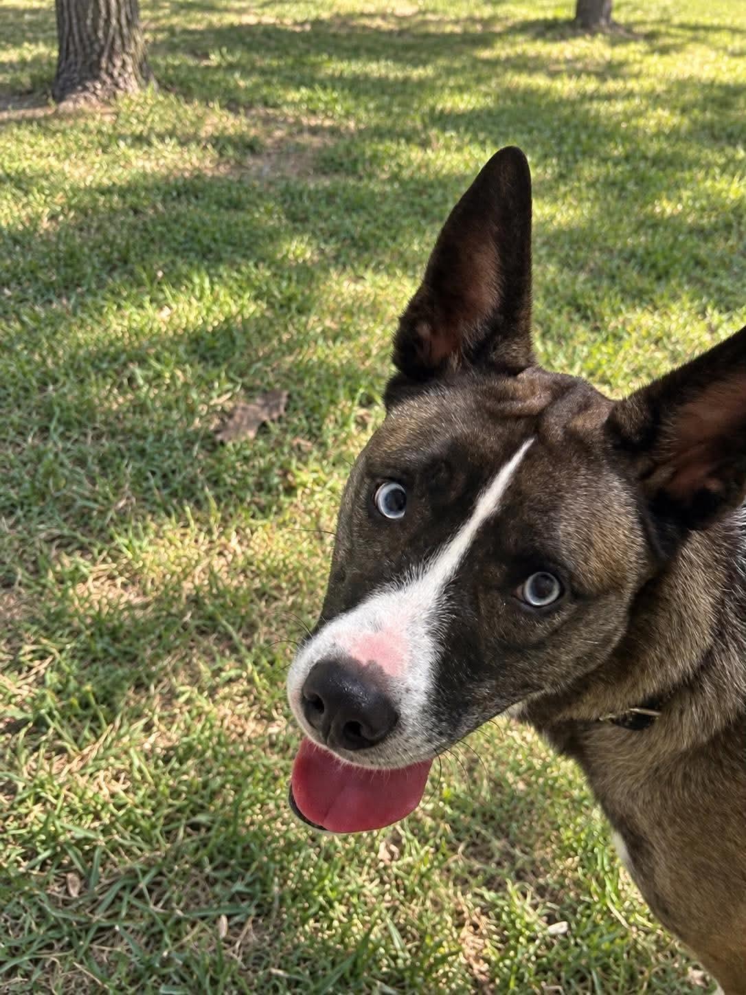 Enlarge Zoey, a Adoptable mixed breed in Harrodsburg, KY image 3/4