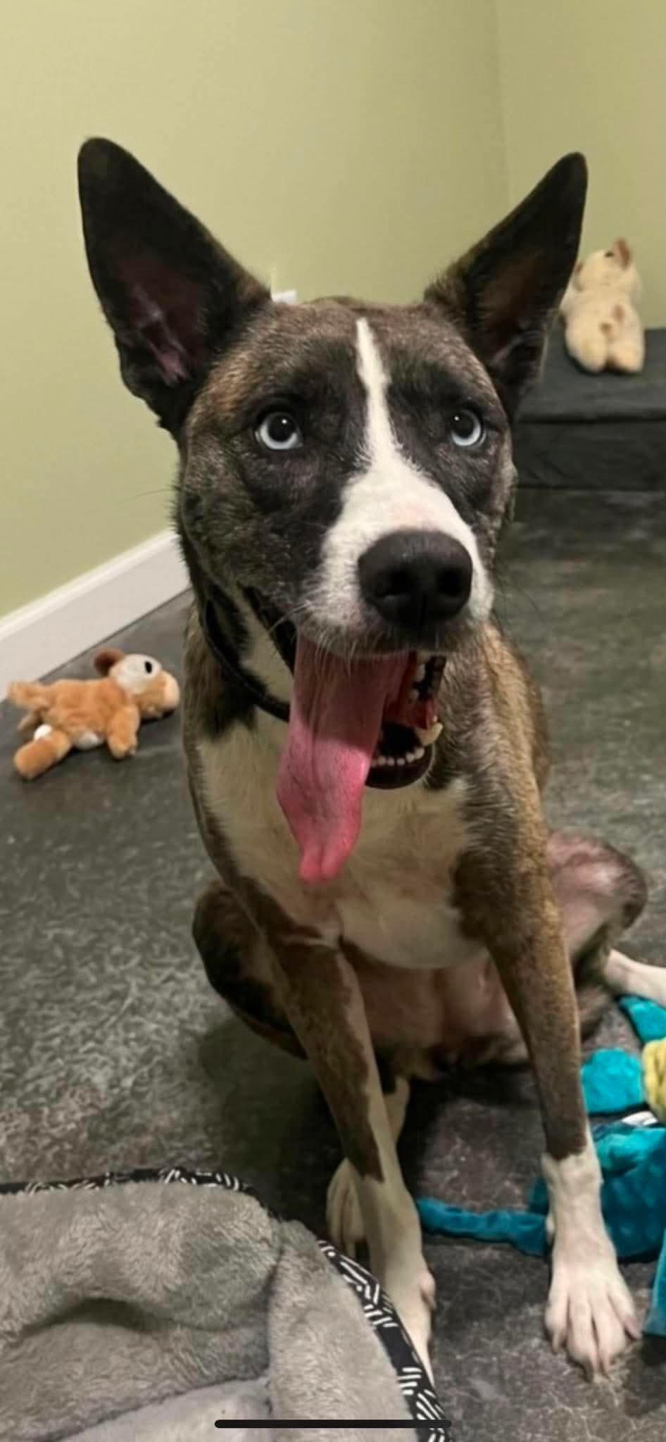 Enlarge Zoey, a Adoptable mixed breed in Harrodsburg, KY image 1/4