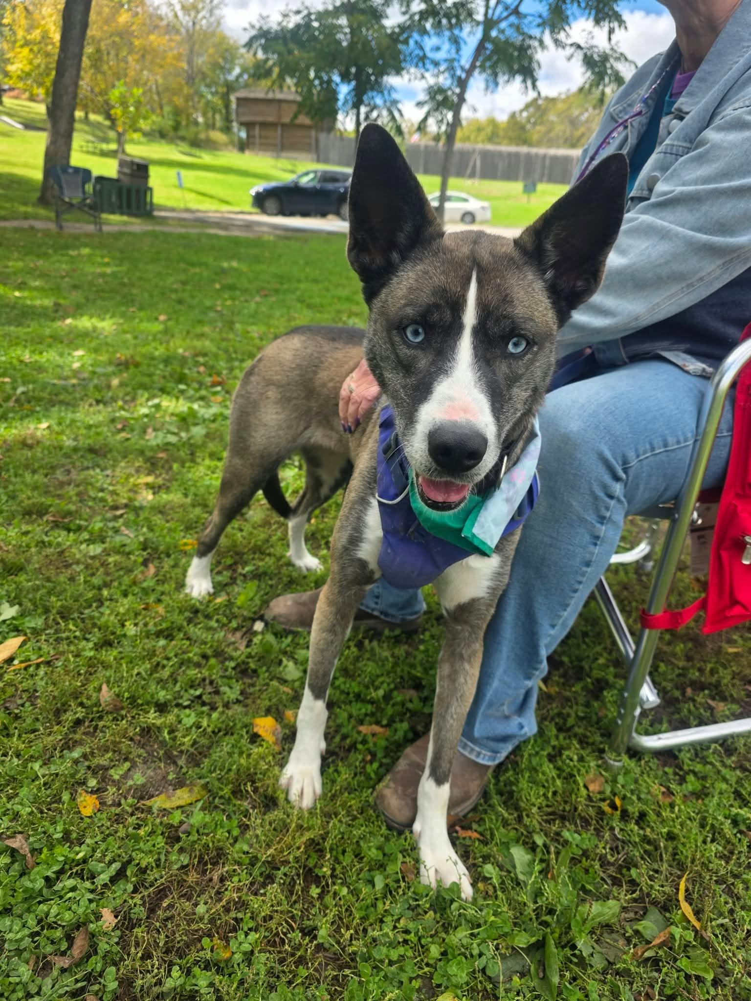 Enlarge Zoey, a Adoptable mixed breed in Harrodsburg, KY image 2/4