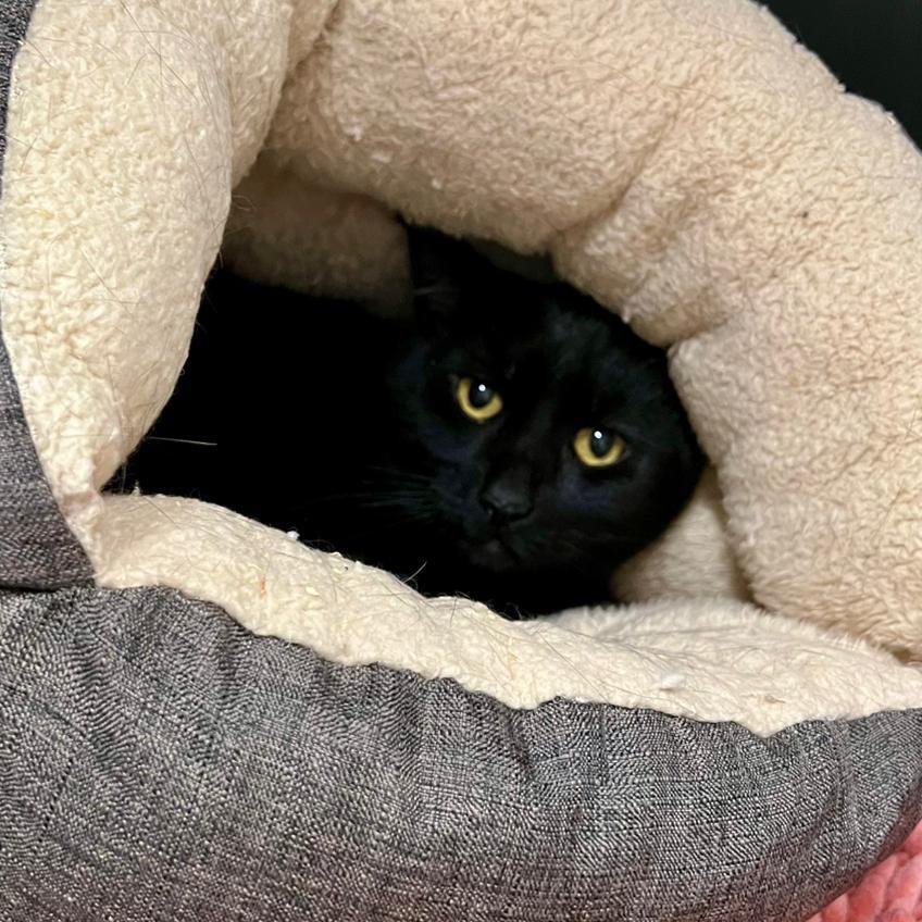 Kiki, Adoptable, Adult Female Domestic Short Hair.