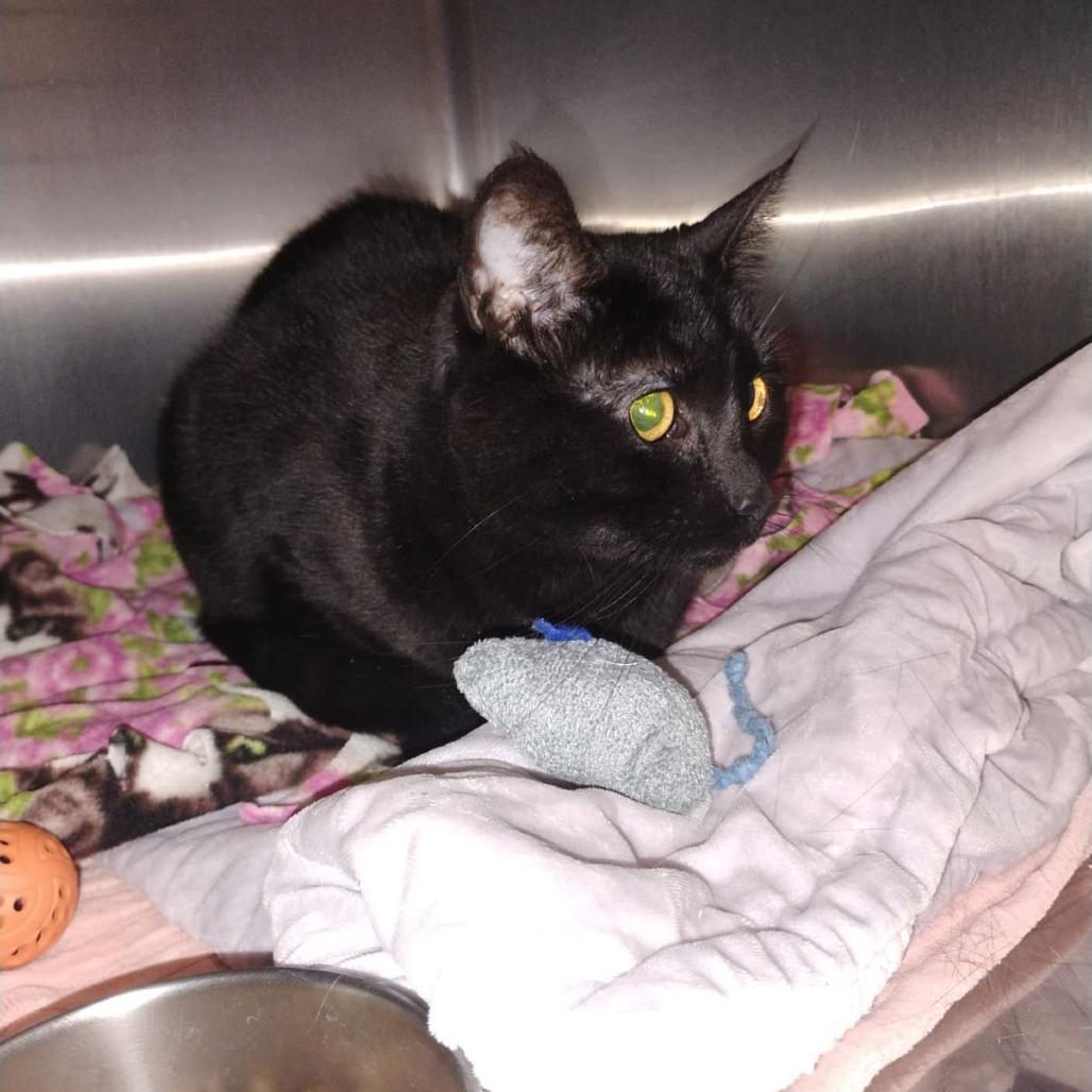 Enlarge Kiki, a Adoptable Domestic Short Hair in Morgan Hill, CA image 2/2