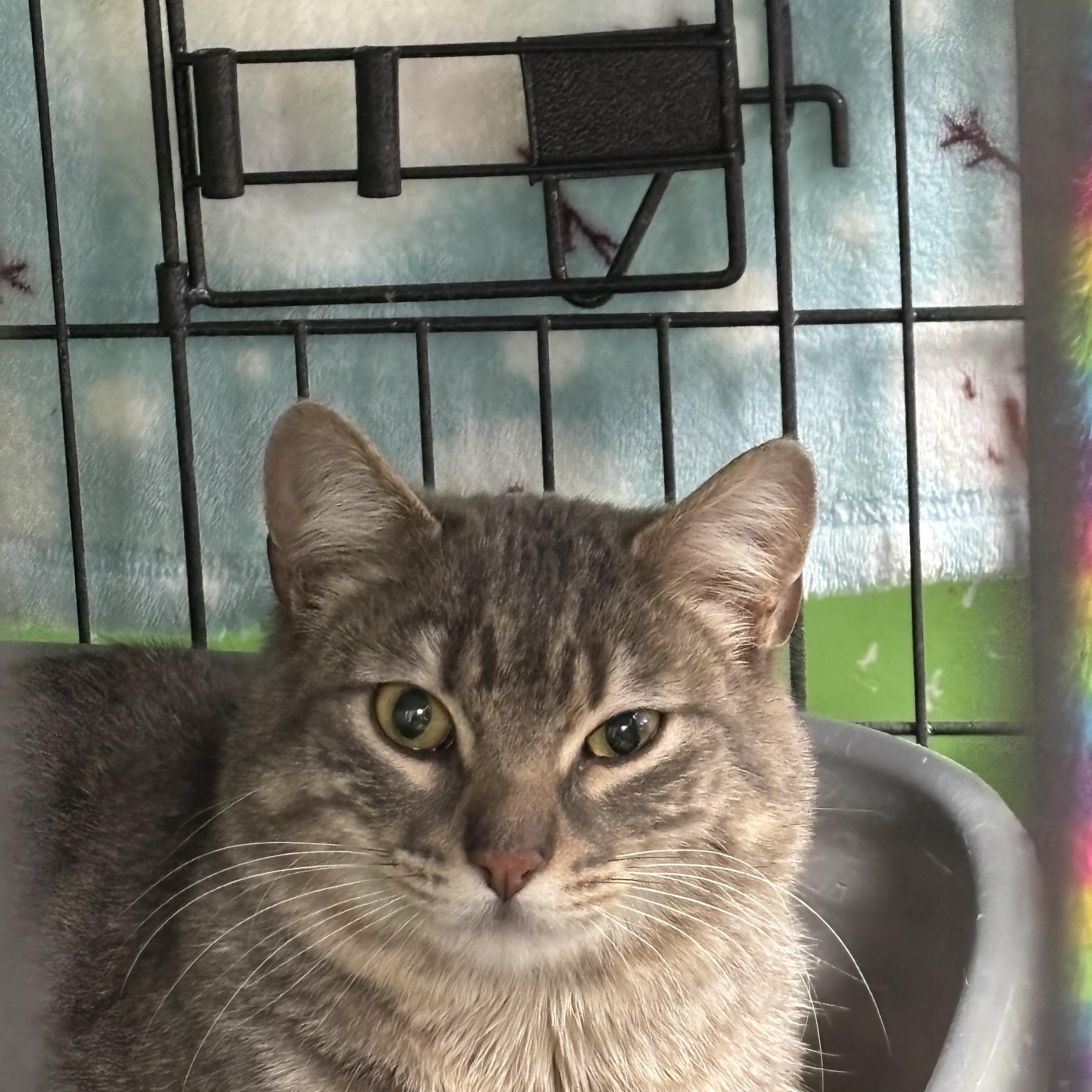 Glen, an adopted Tabby in Pompton Plains, NJ image 2/2