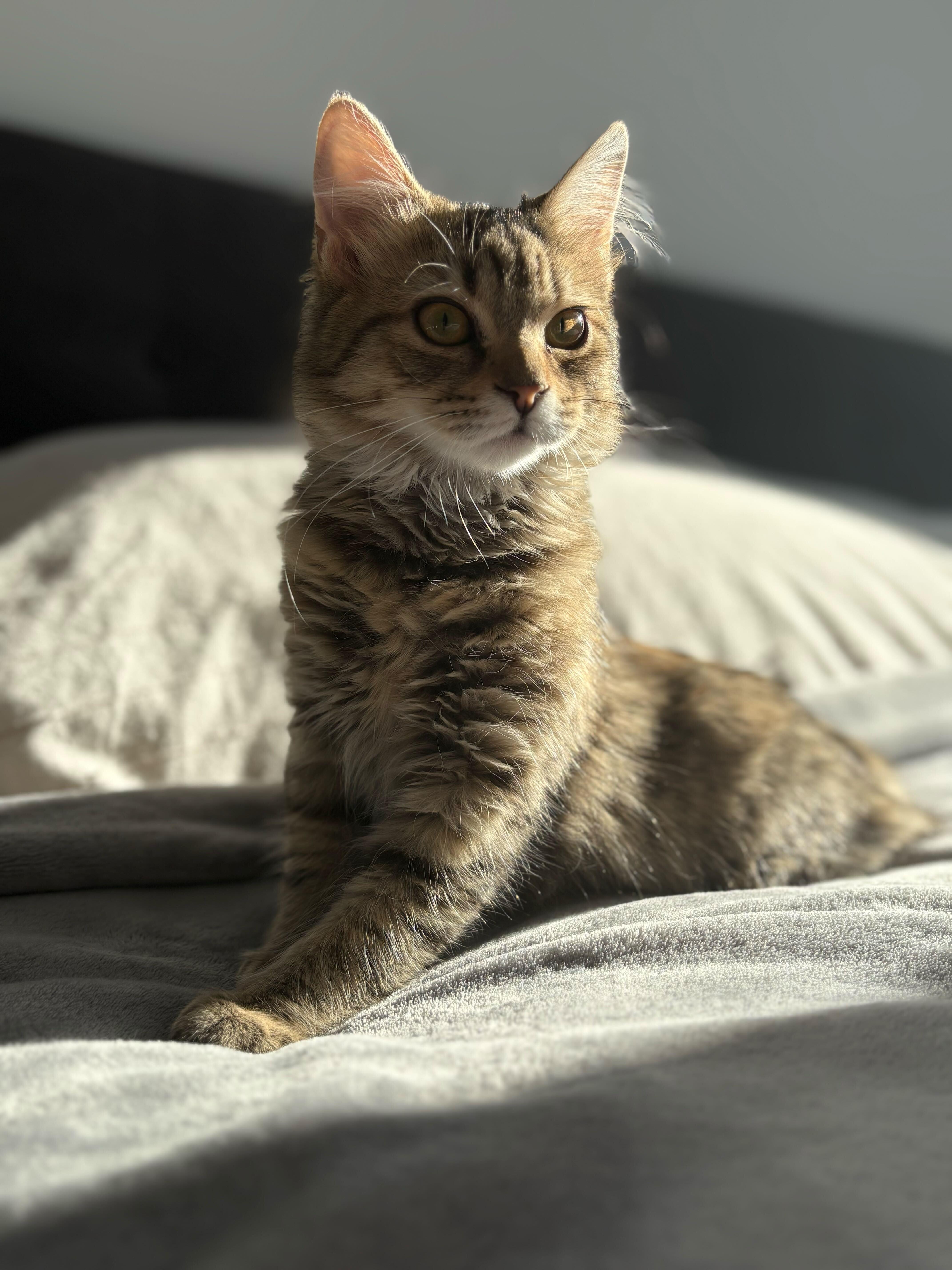 Honey, a ADOPTABLE Domestic Medium Hair in Wakefield, QC image 1/5