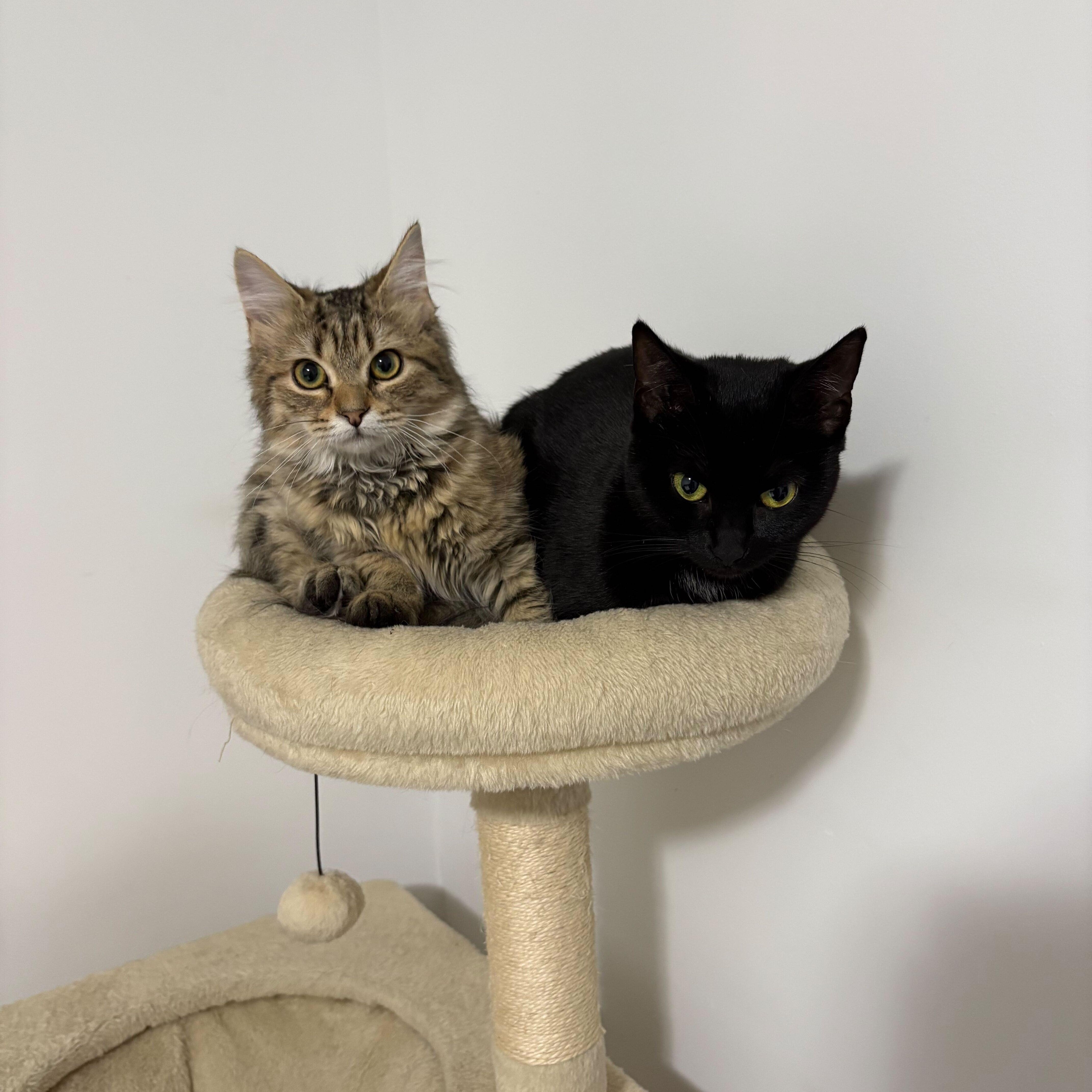 Honey, a ADOPTABLE Domestic Medium Hair in Wakefield, QC image 2/5