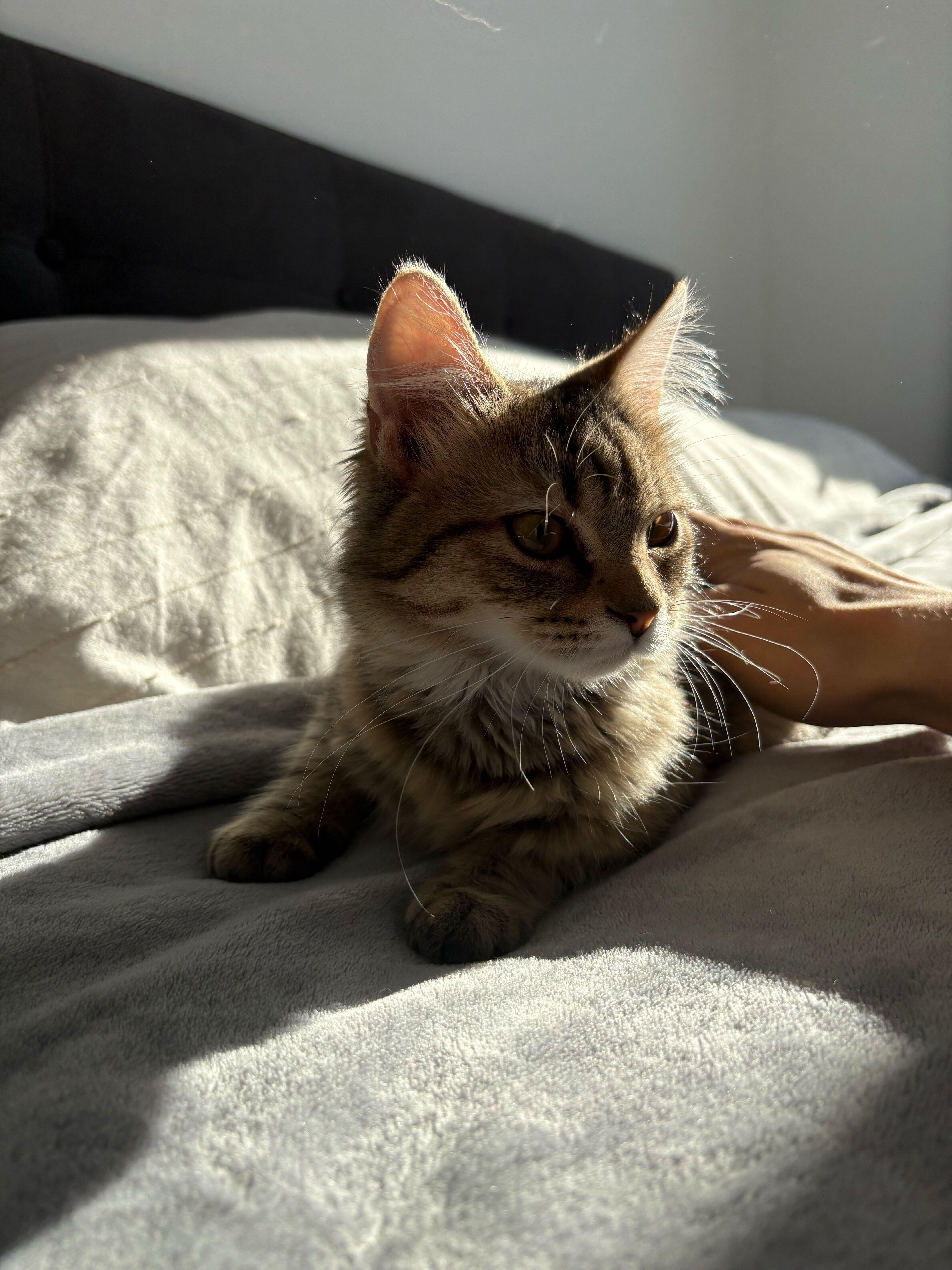 Honey, a ADOPTABLE Domestic Medium Hair in Wakefield, QC image 3/5