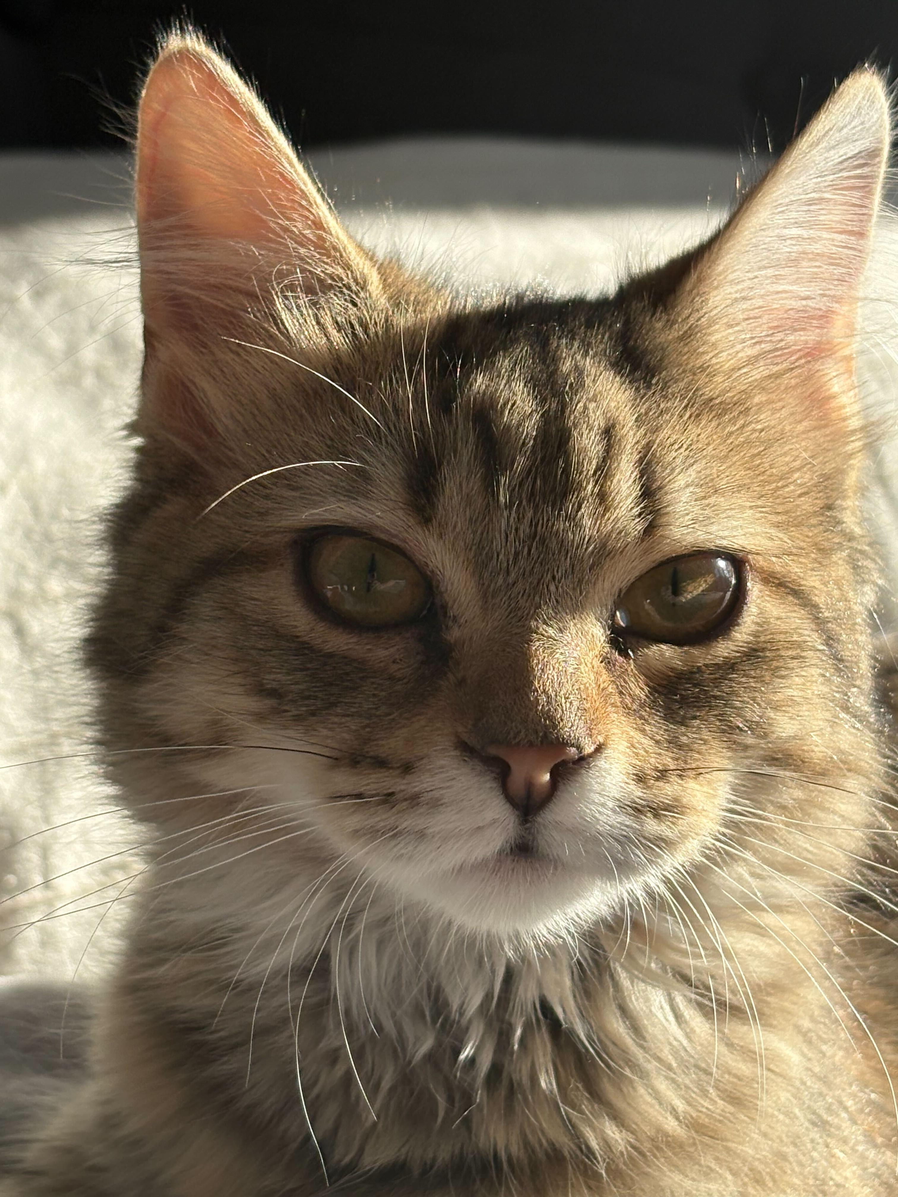 Honey, a ADOPTABLE Domestic Medium Hair in Wakefield, QC image 4/5