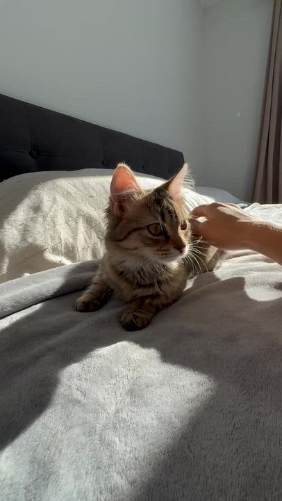 Enlarge Honey, a ADOPTABLE Domestic Medium Hair in Wakefield, QC video 5/5