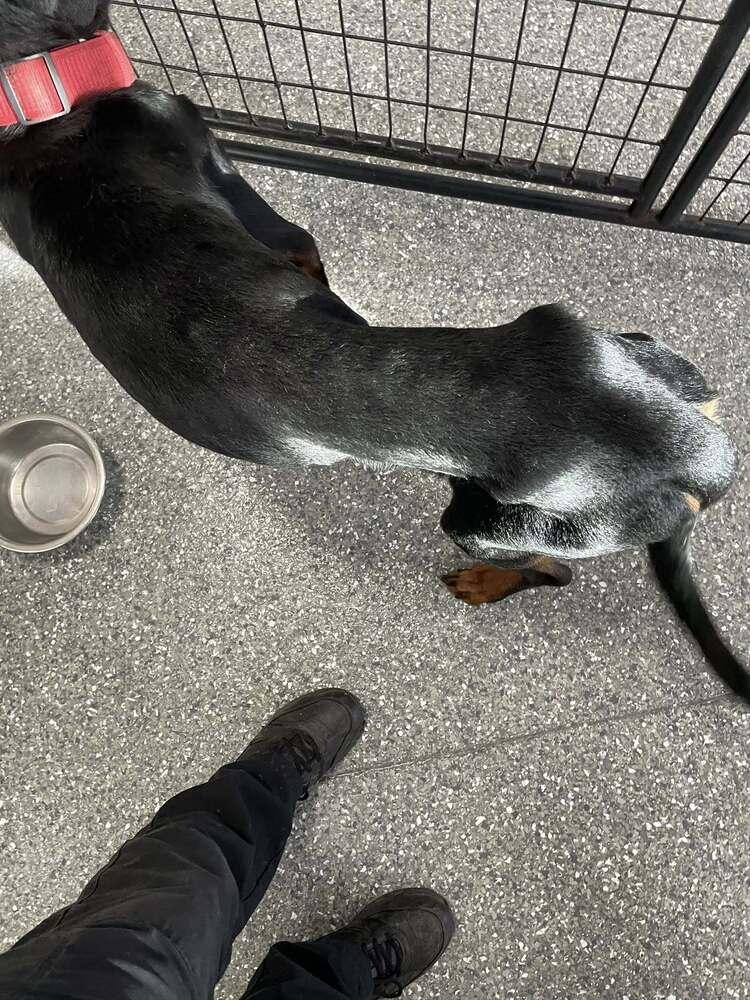 Enlarge Hooch, a Adopted Rottweiler in Frankfort, NY image 1/2