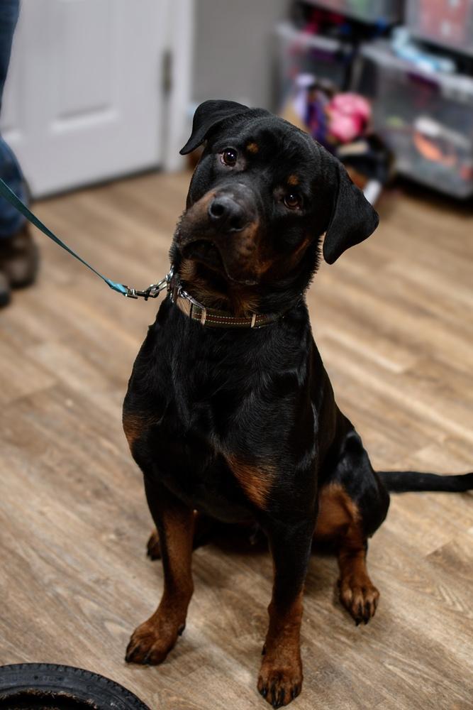 Enlarge Hooch, a Adopted Rottweiler in Frankfort, NY image 2/6