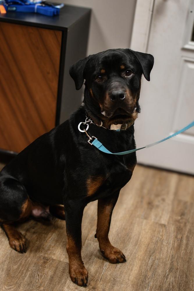 Enlarge Hooch, a Adopted Rottweiler in Frankfort, NY image 3/6