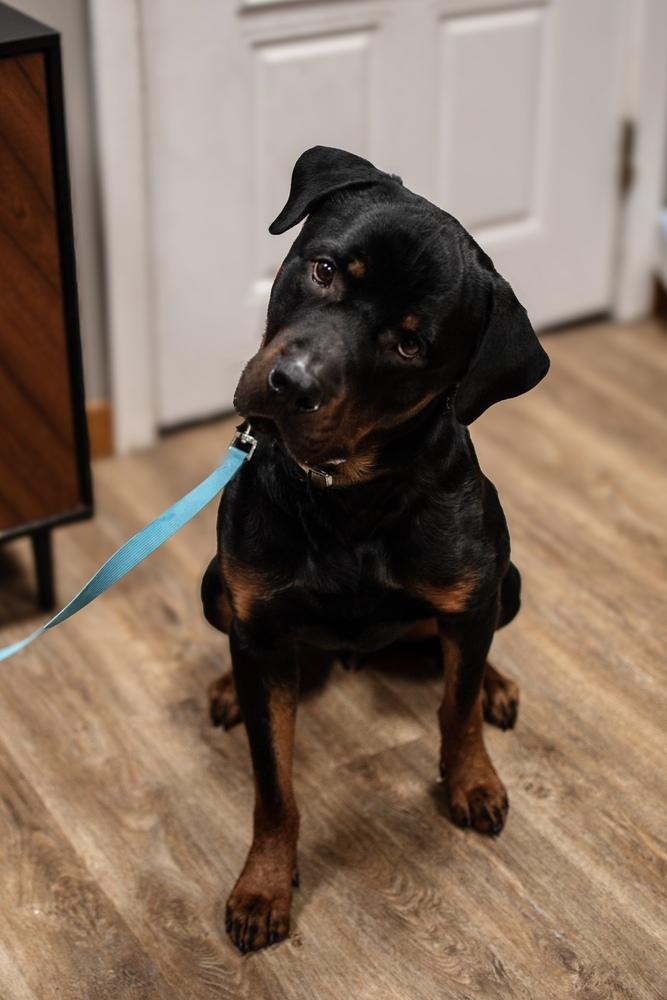 Enlarge Hooch, a Adopted Rottweiler in Frankfort, NY image 4/6