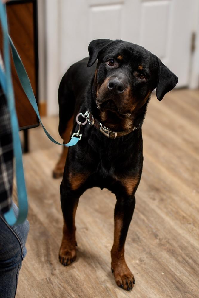 Enlarge Hooch, a Adopted Rottweiler in Frankfort, NY image 5/6
