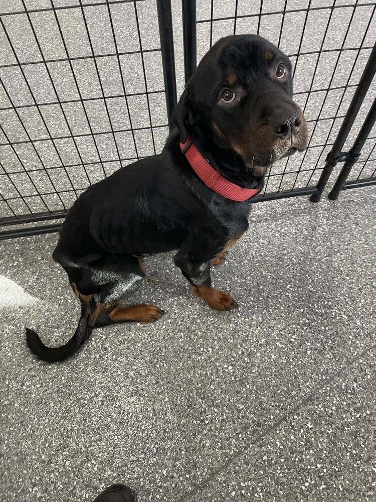 Enlarge Hooch, a Adopted Rottweiler in Frankfort, NY image 2/2