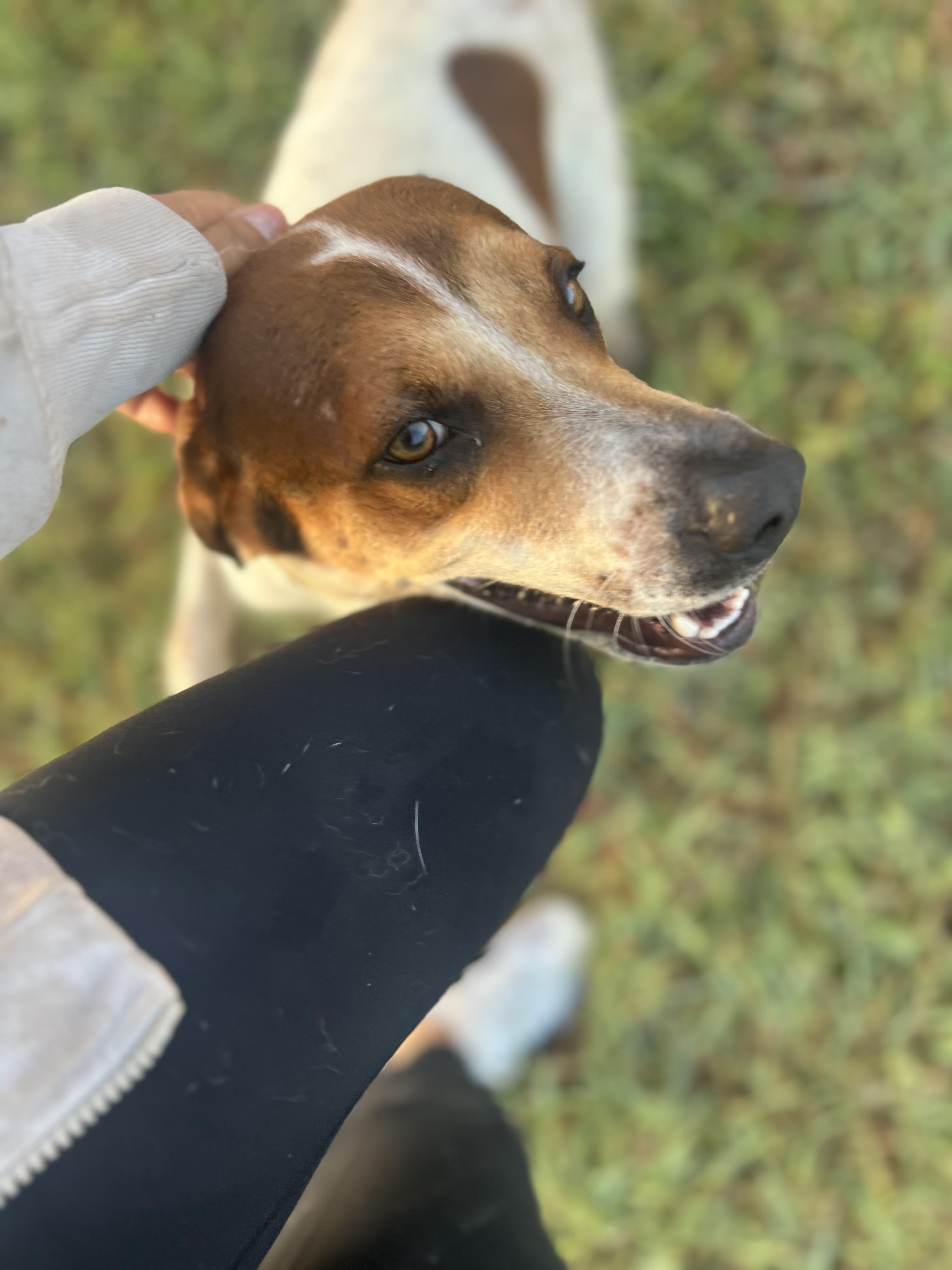 Enlarge Rocky, a Adoptable mixed breed in Stanfordville, NY image 6/6