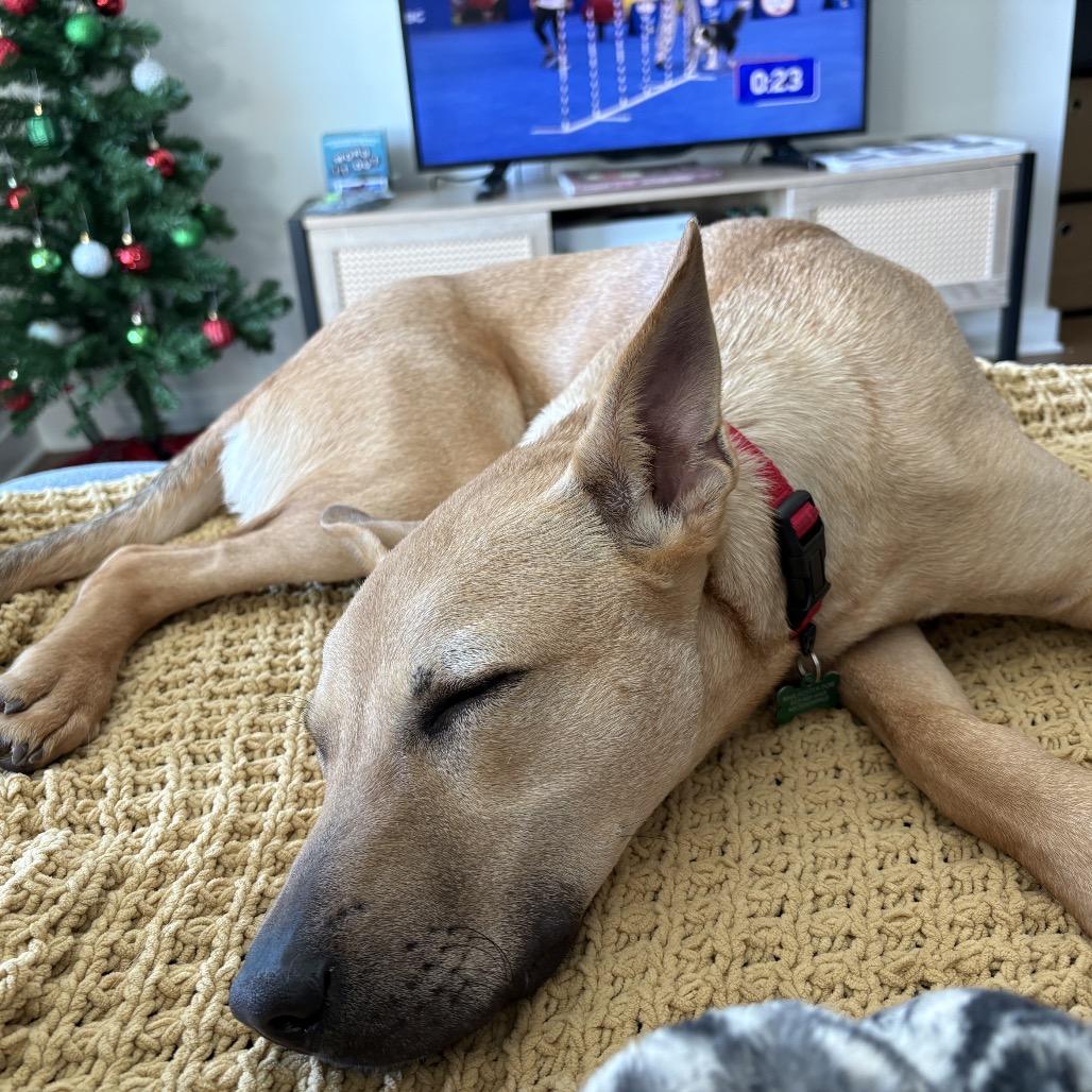 Enlarge Walnut, a Adoptable mixed breed in Nashville, TN image 1/6