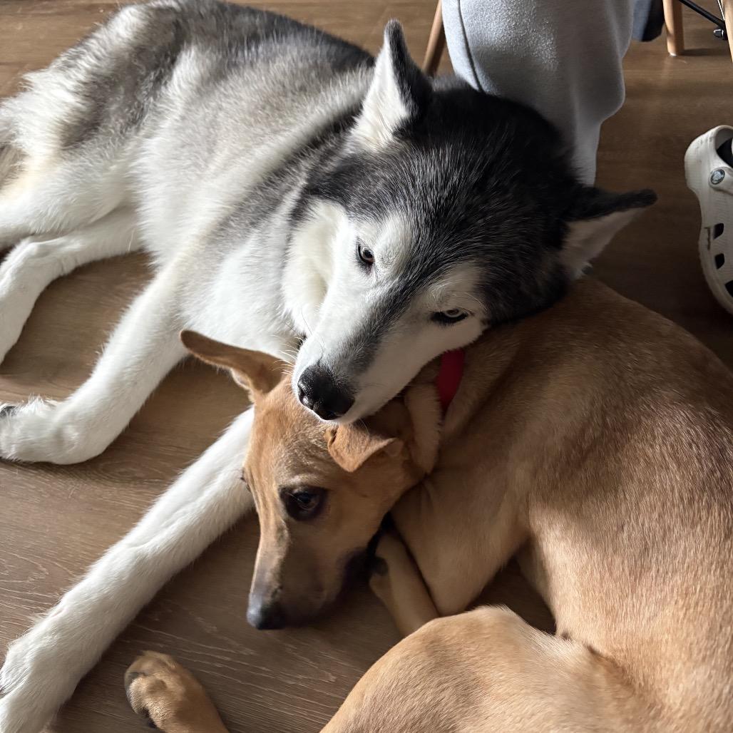 Enlarge Walnut, a Adoptable mixed breed in Nashville, TN image 2/6