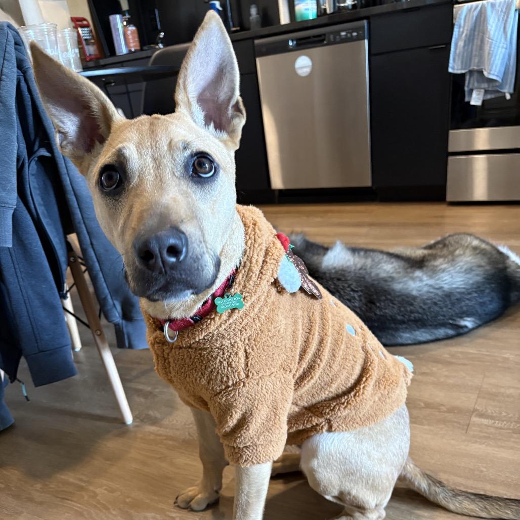 Enlarge Walnut, a Adoptable mixed breed in Nashville, TN image 3/6