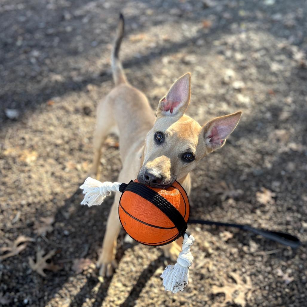 Enlarge Walnut, a Adoptable mixed breed in Nashville, TN image 4/6
