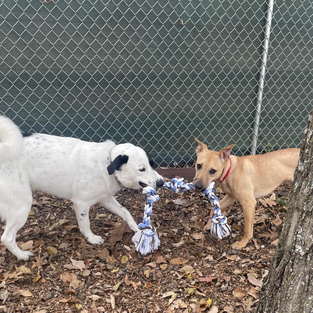 Enlarge Walnut, a Adoptable mixed breed in Nashville, TN image 6/6